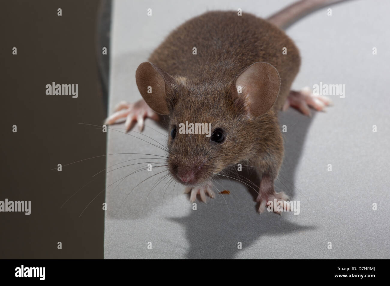 House Mouse Mus Musculus Stock Photo Alamy