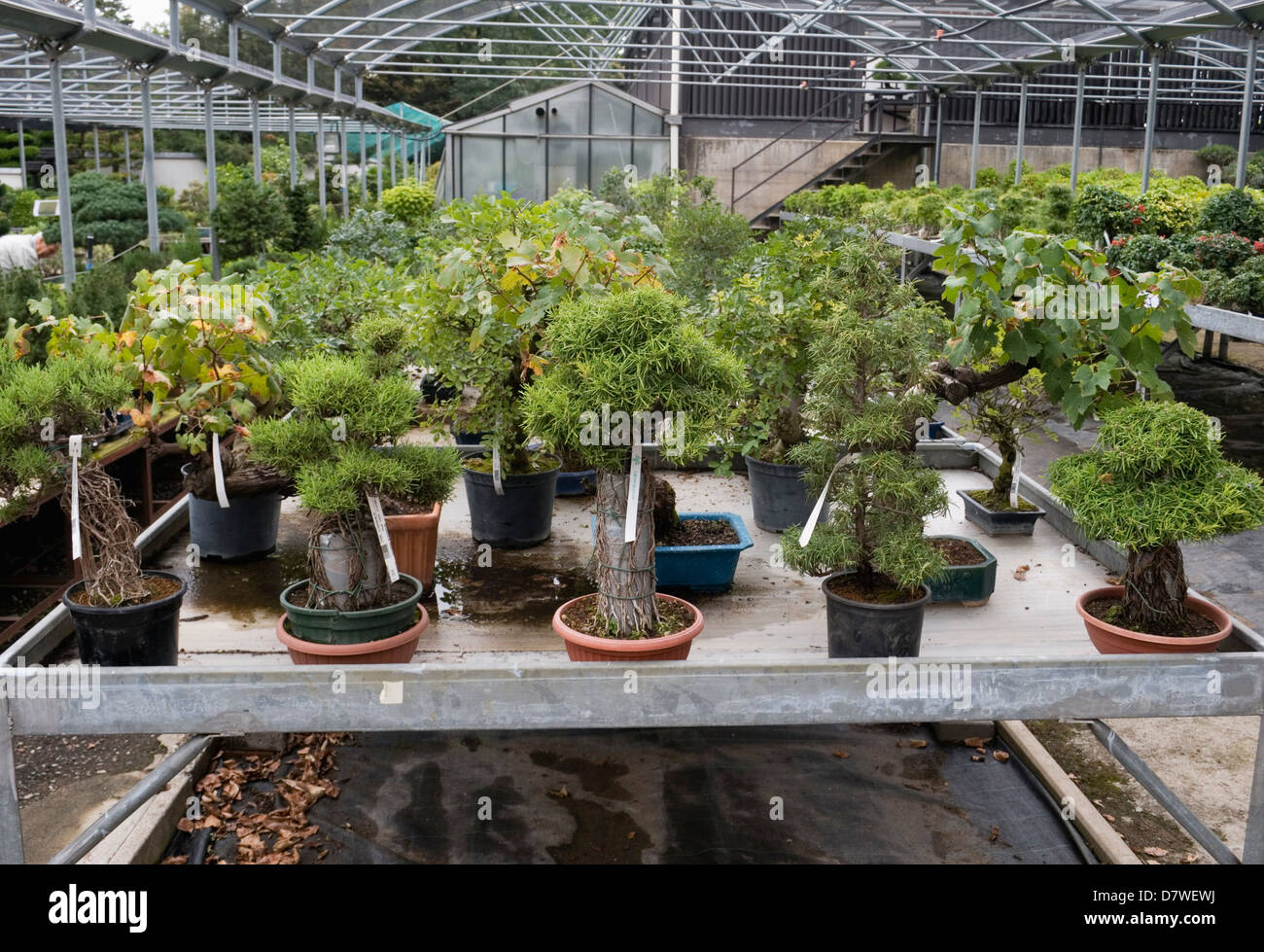 bonsai greenhouse Stock Photo, Royalty Free Image 56494190 Alamy