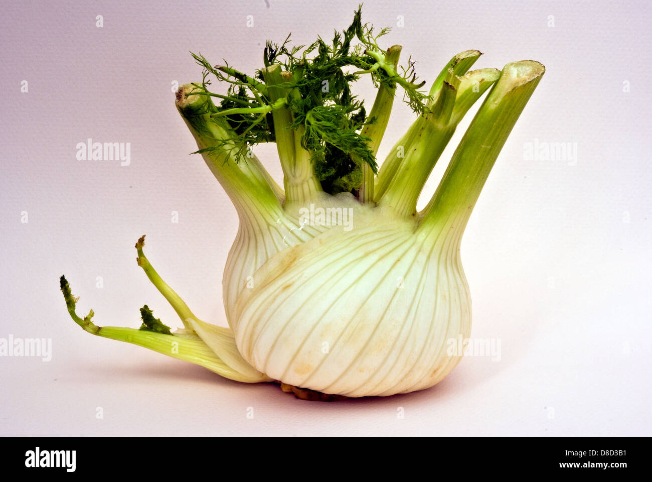 stem bulb of fennel Stock Photo, Royalty Free Image 56836389 Alamy