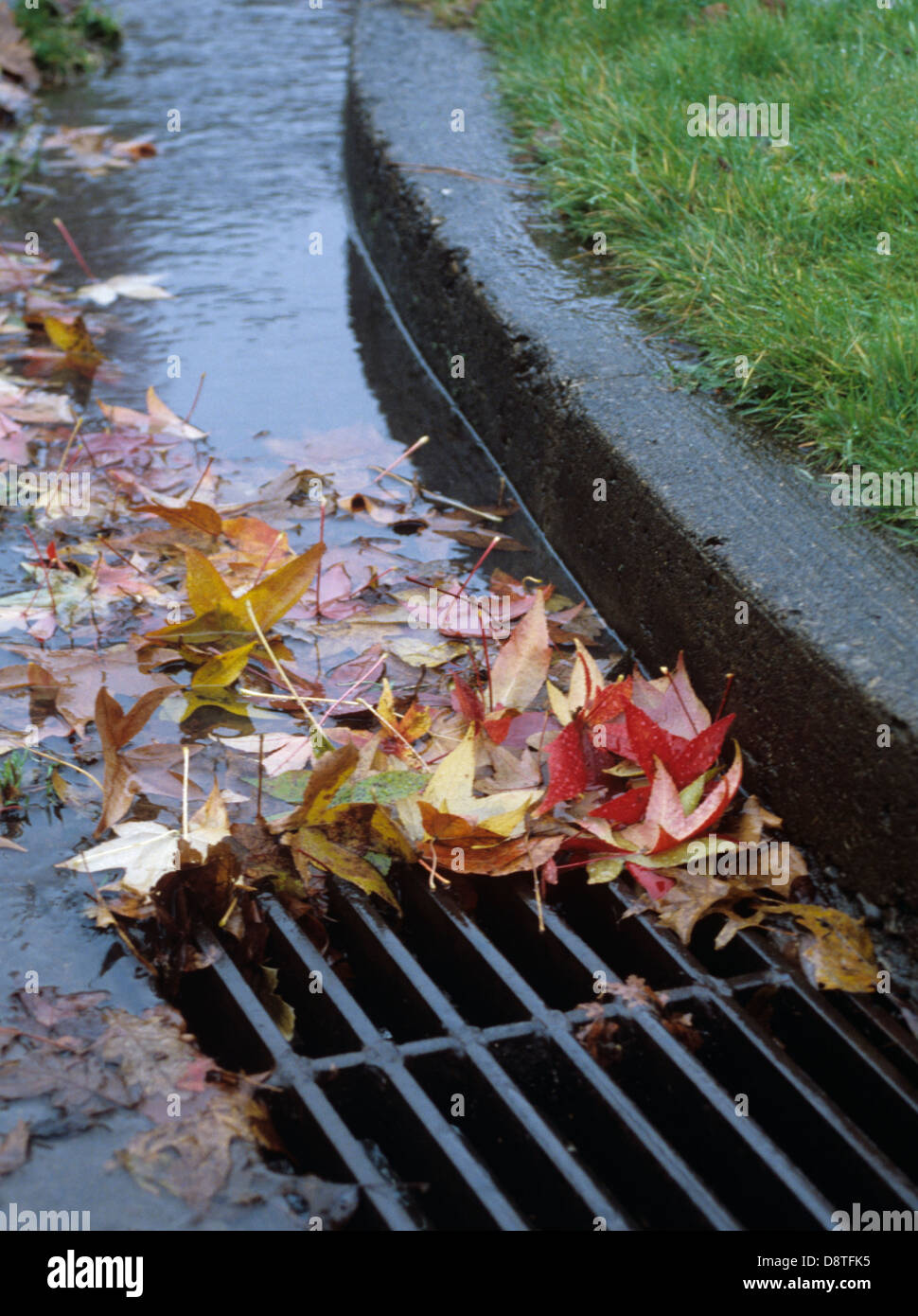 Wet-leaves-in-street-drain-Eugene-OR-791