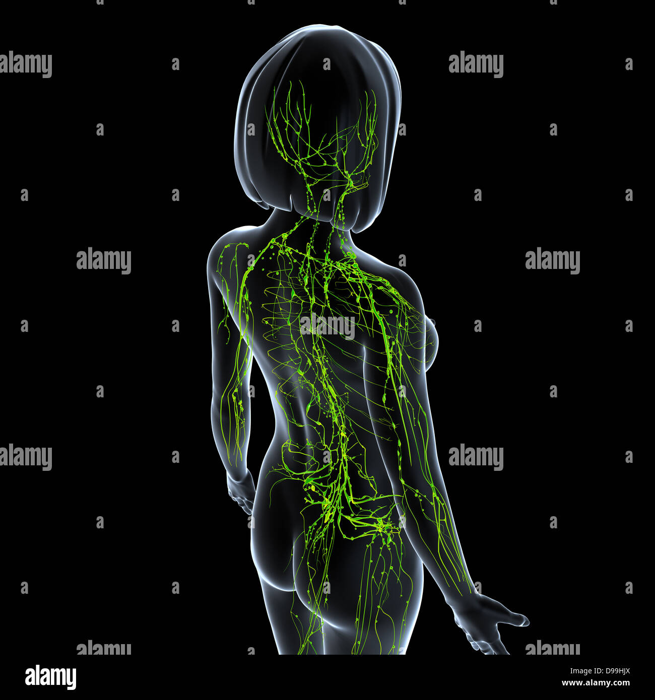 lymphatic system of female body anatomy in x-ray form Stock Photo