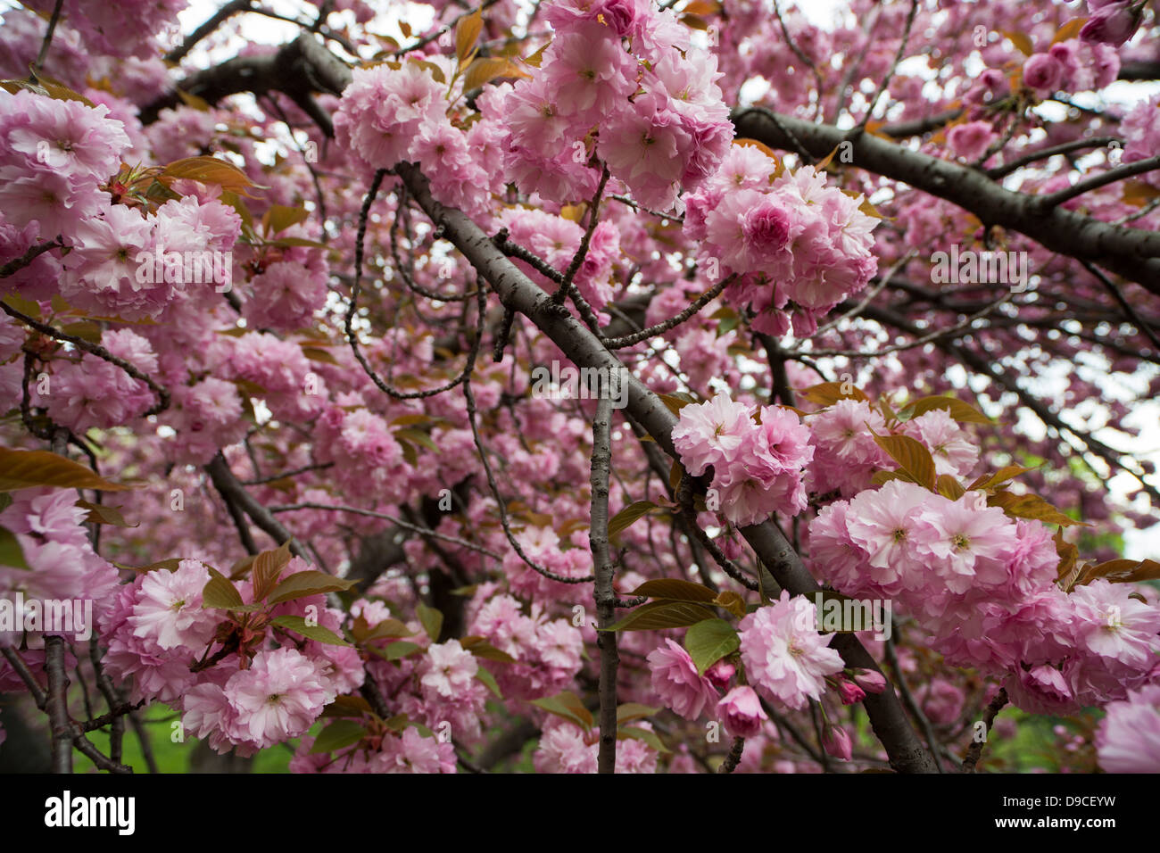 9 cherry tree cherry tree prunus sargentii with fresh pink flowers in early stock photo royalty free image 9 cherry tree cherry tree prunus sargentii with fresh pink flowers in early stock photo royalty free image