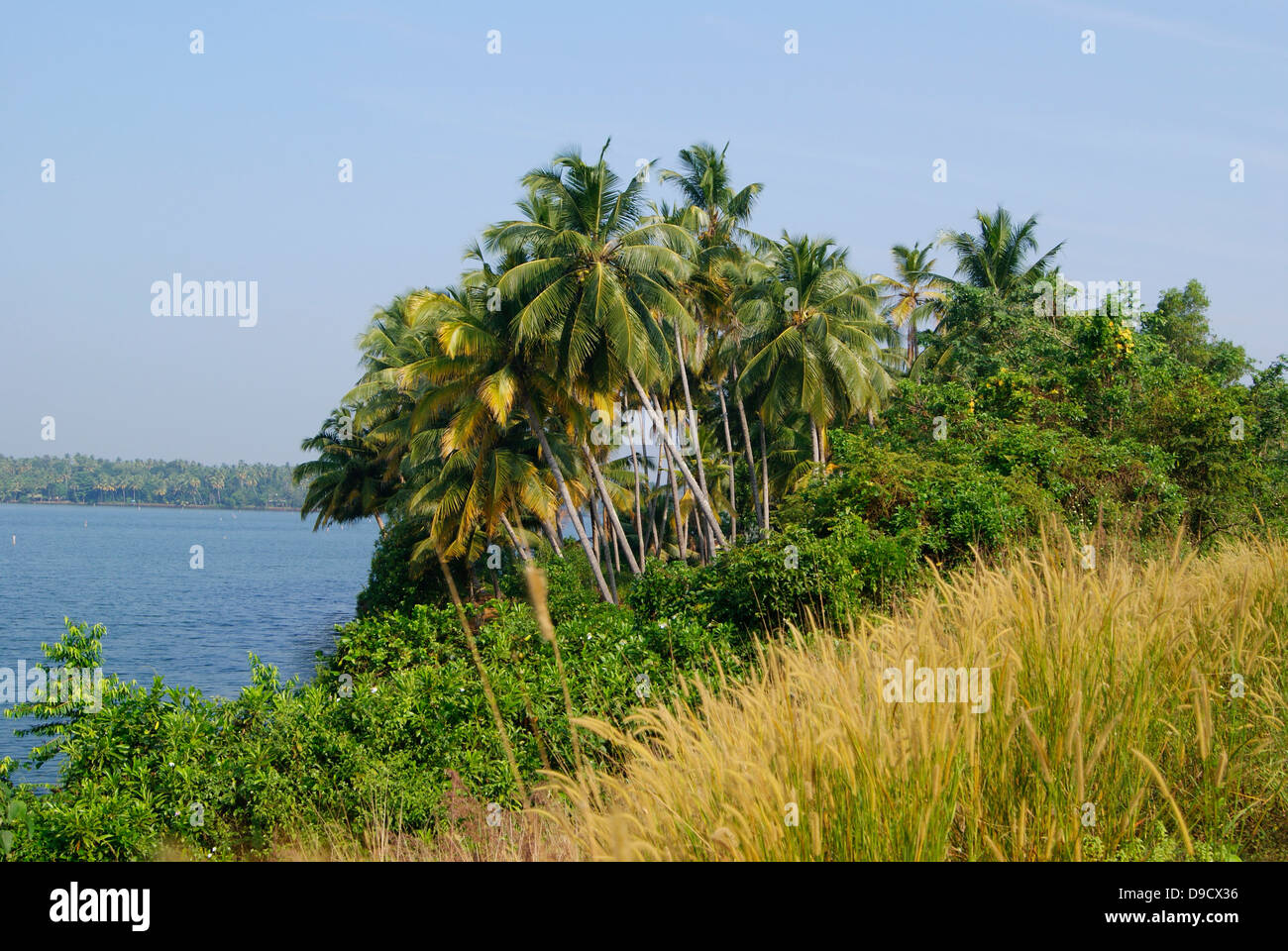 Coconut Palm Trees On The Shores Of Kerala Backwaters And Grass On