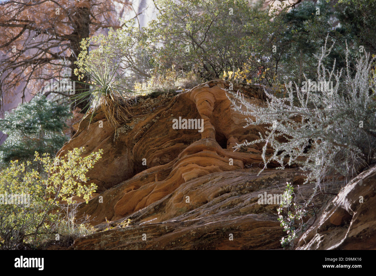 Limestone-pillar-backlit-leaves-trail-to