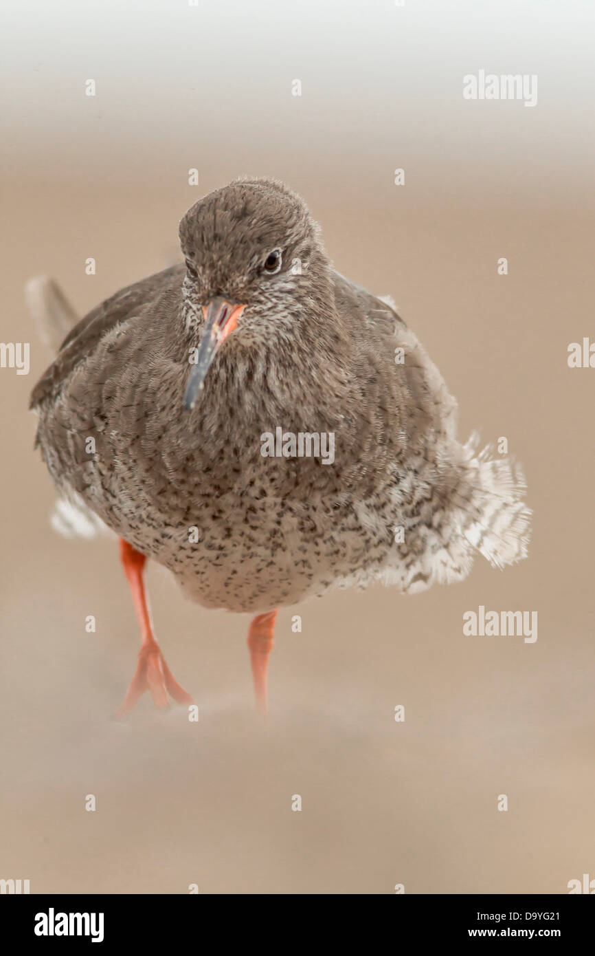 United Kingdom Norfolk Common Redshank Tringa Totanus Searching