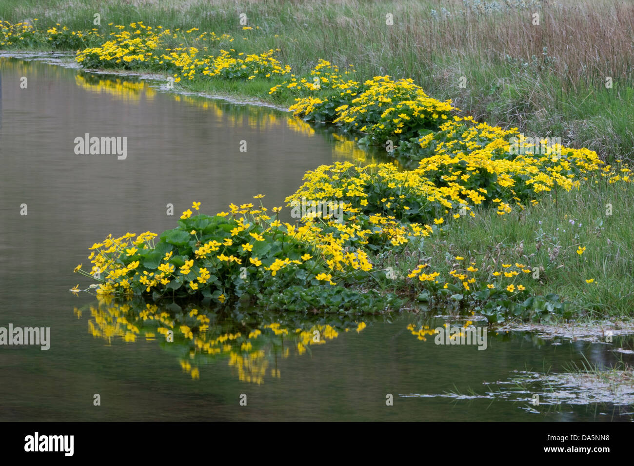 Marsh marigold, Water, Wetland