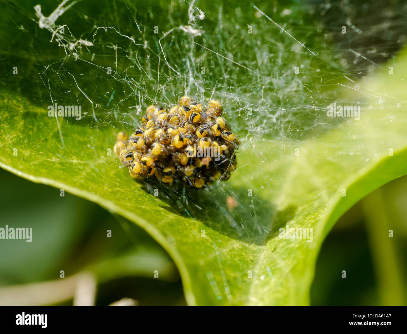 a-nest-of-baby-garden-spiderlings-on-a-l