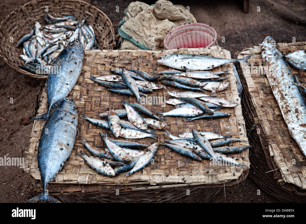 Full of flies fish for selling in a street stall. Puri, Orissa, India
