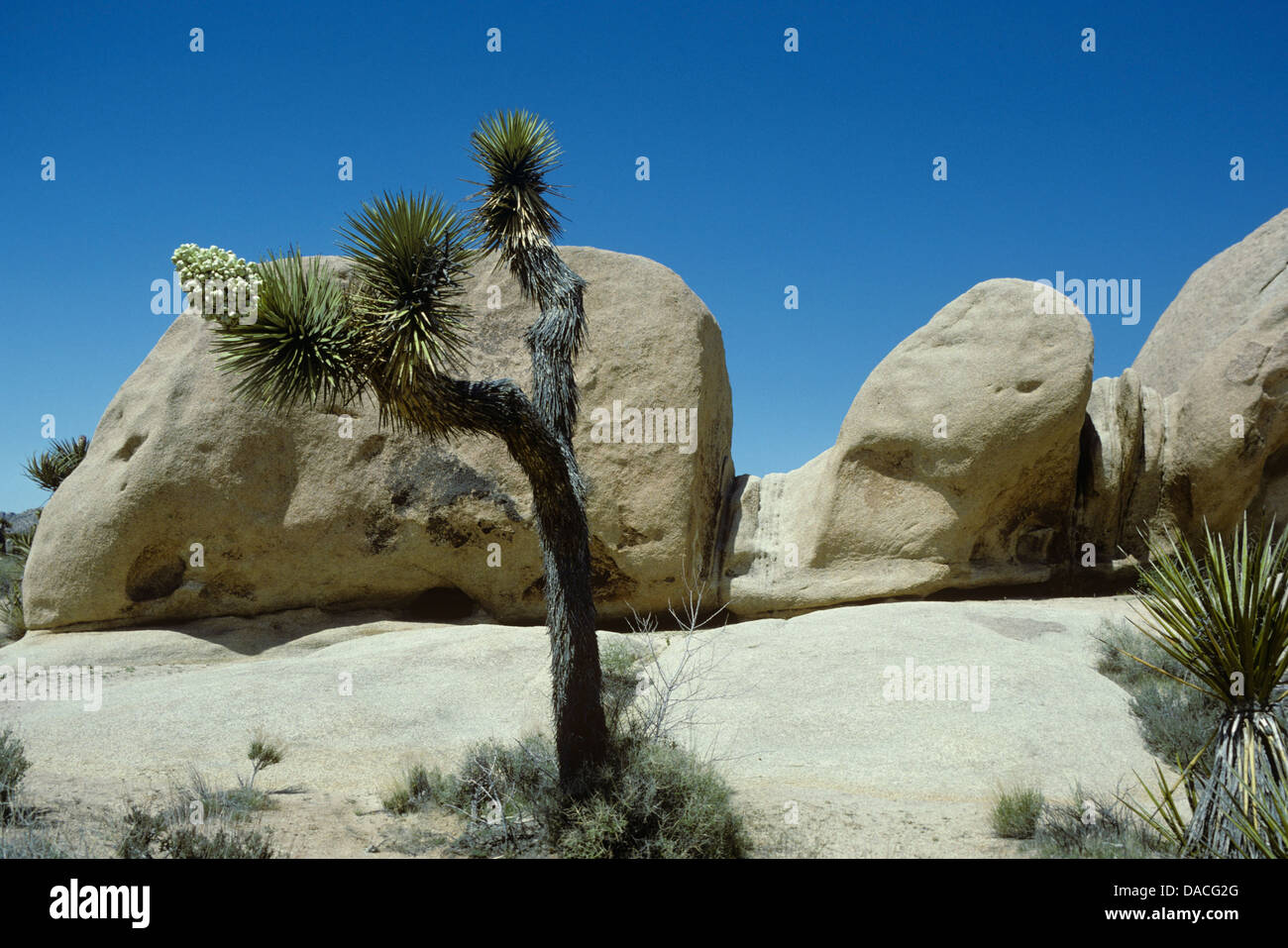 Blooming Joshua Tree, 820328213 Stock Photo, Royalty Free Image