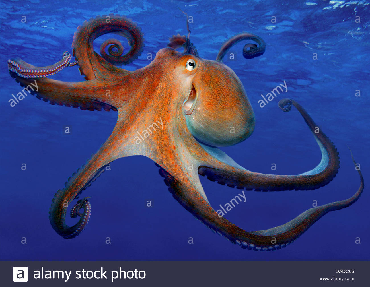 common octopus, common Atlantic octopus, common European octopus Stock