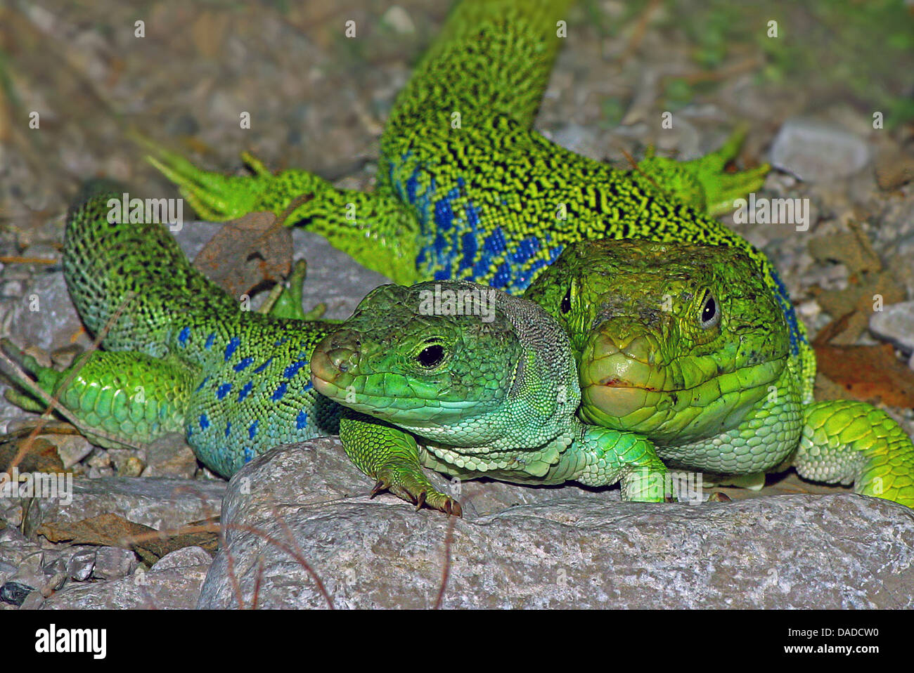 ocellated-lizard-ocellated-green-lizard-eyed-lizard-jewelled-lizard-DADCW0.jpg