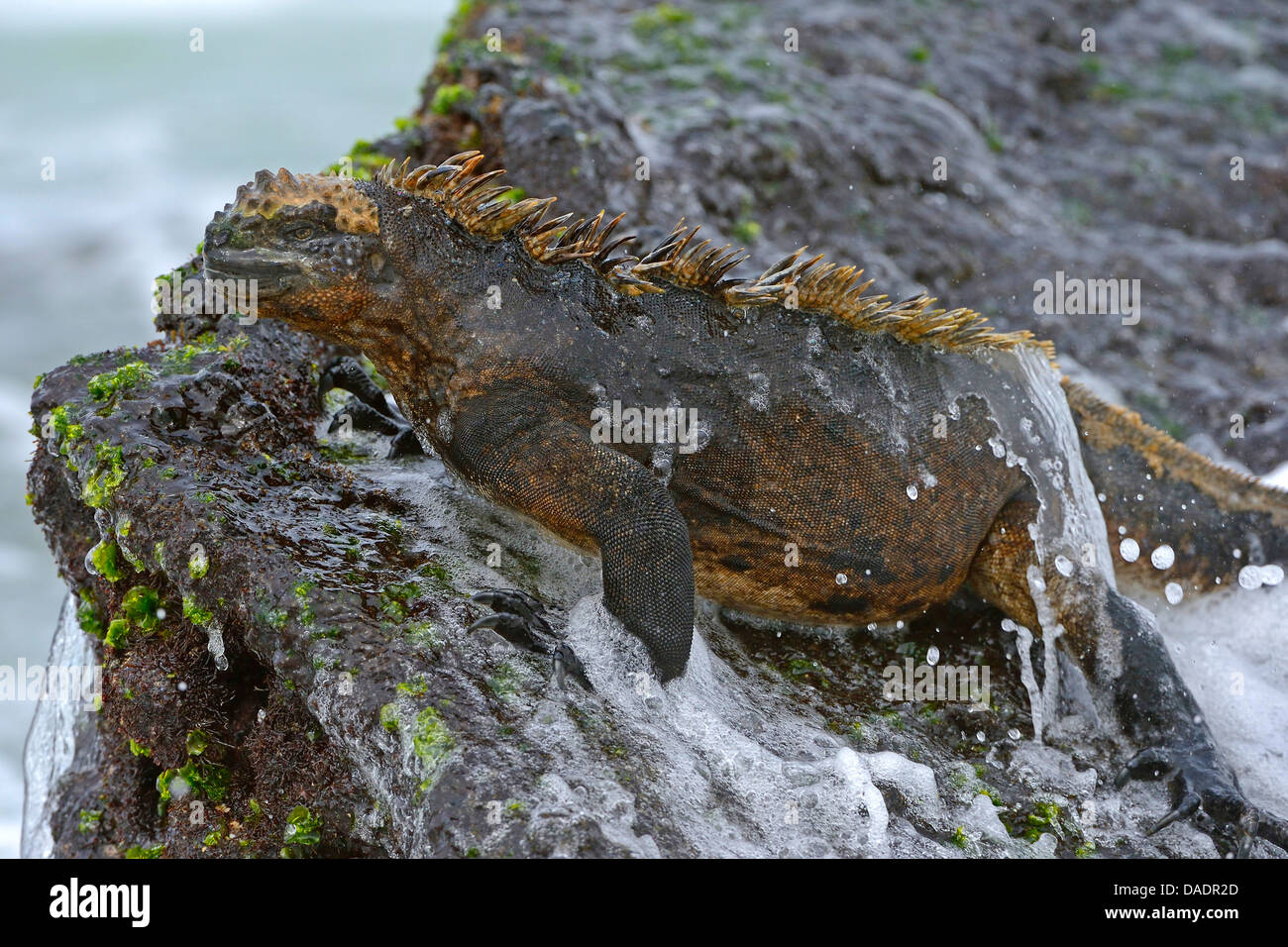 Isabella Marine Iguana Amblyrhynchus Cristatus Albemarlensis