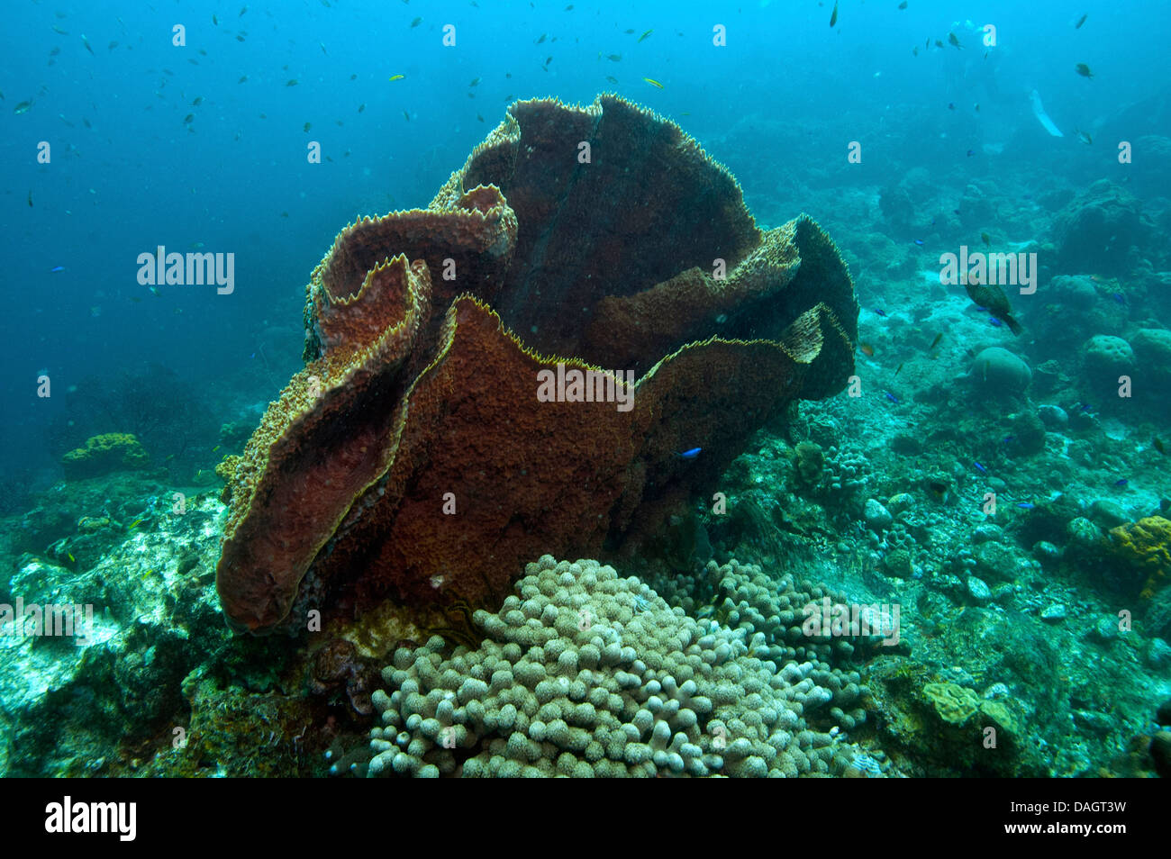Giant Sponge Stock Photo, Royalty Free Image 58147821 Alamy