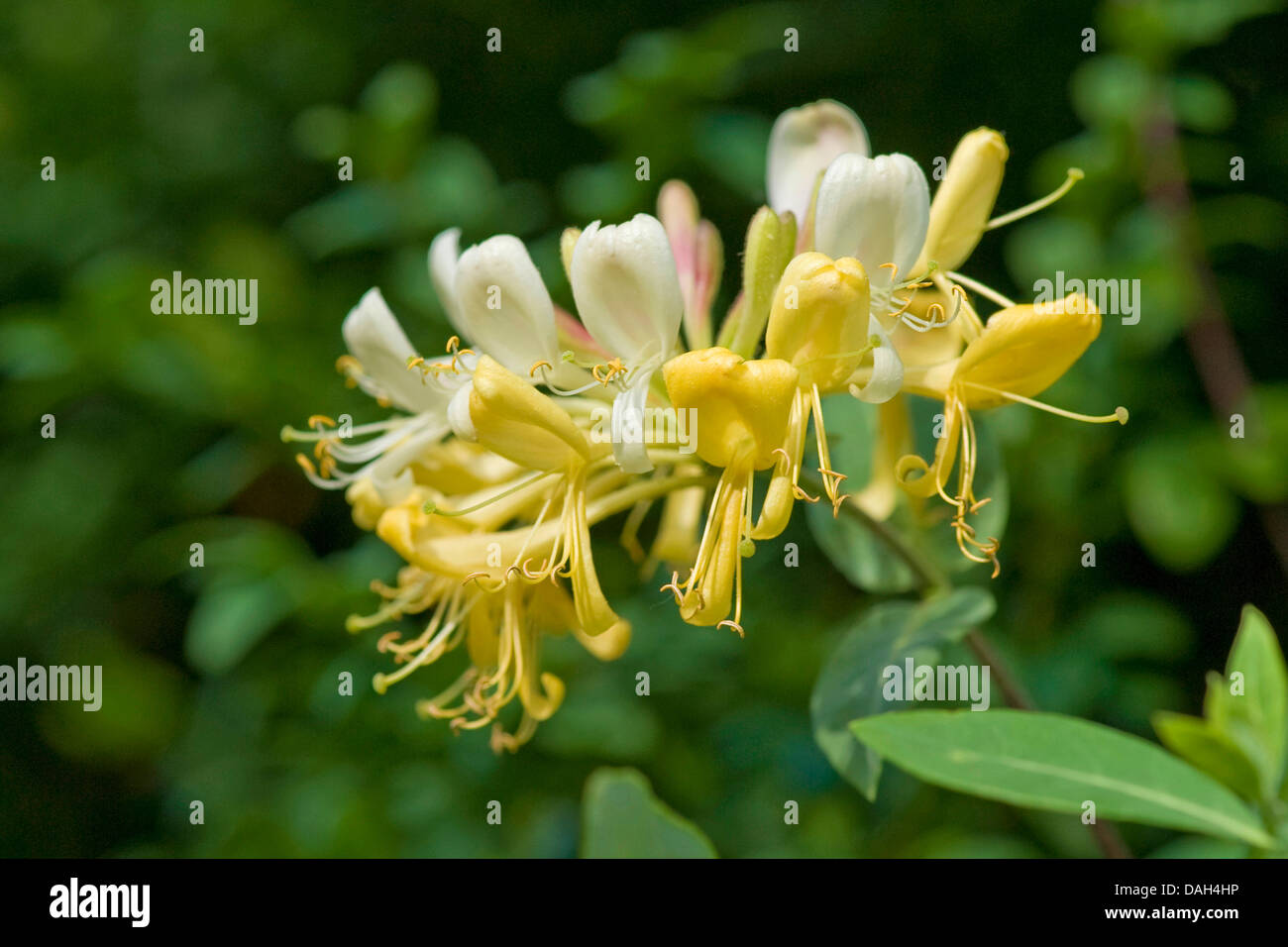 Woodbine Honeysuckle, English Wild Honeysuckle (lonicera Stock Photo