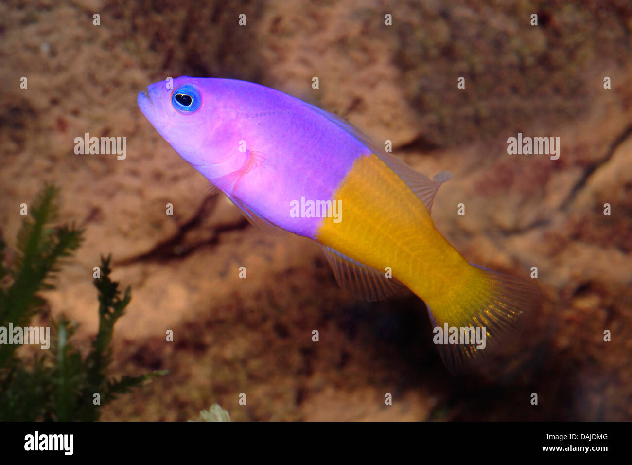 Royal Dottyback, Bicolor Dottyback, False Gramma (Pictichromis Stock