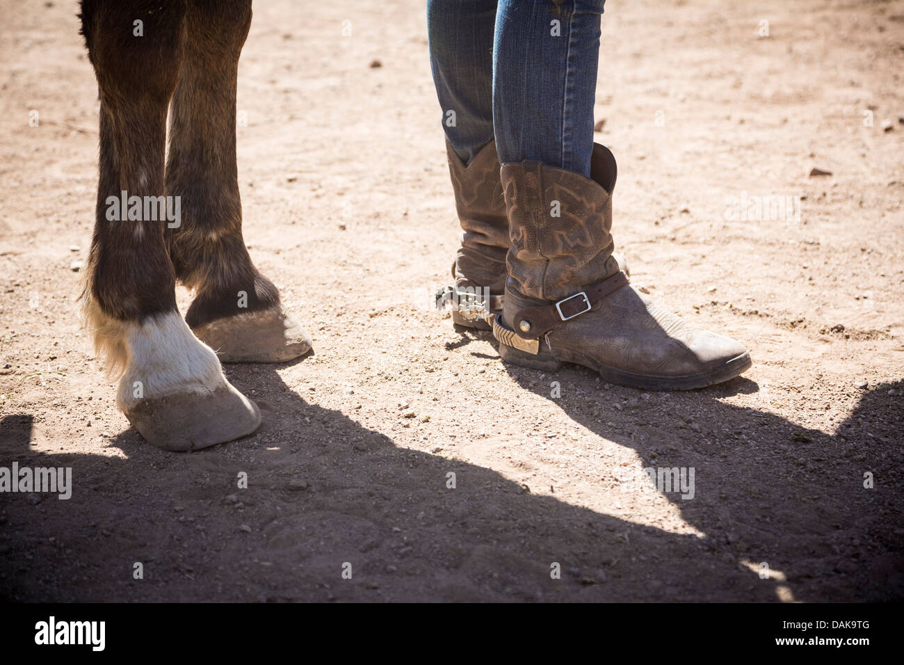 Legs of a horse and of a young woman wearing cowgirl boots with spurs
