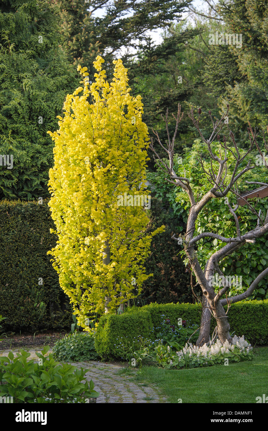 Golden Elm, Smoothleaf Elm (Ulmus minor 'Wredei', Ulmus minor Stock