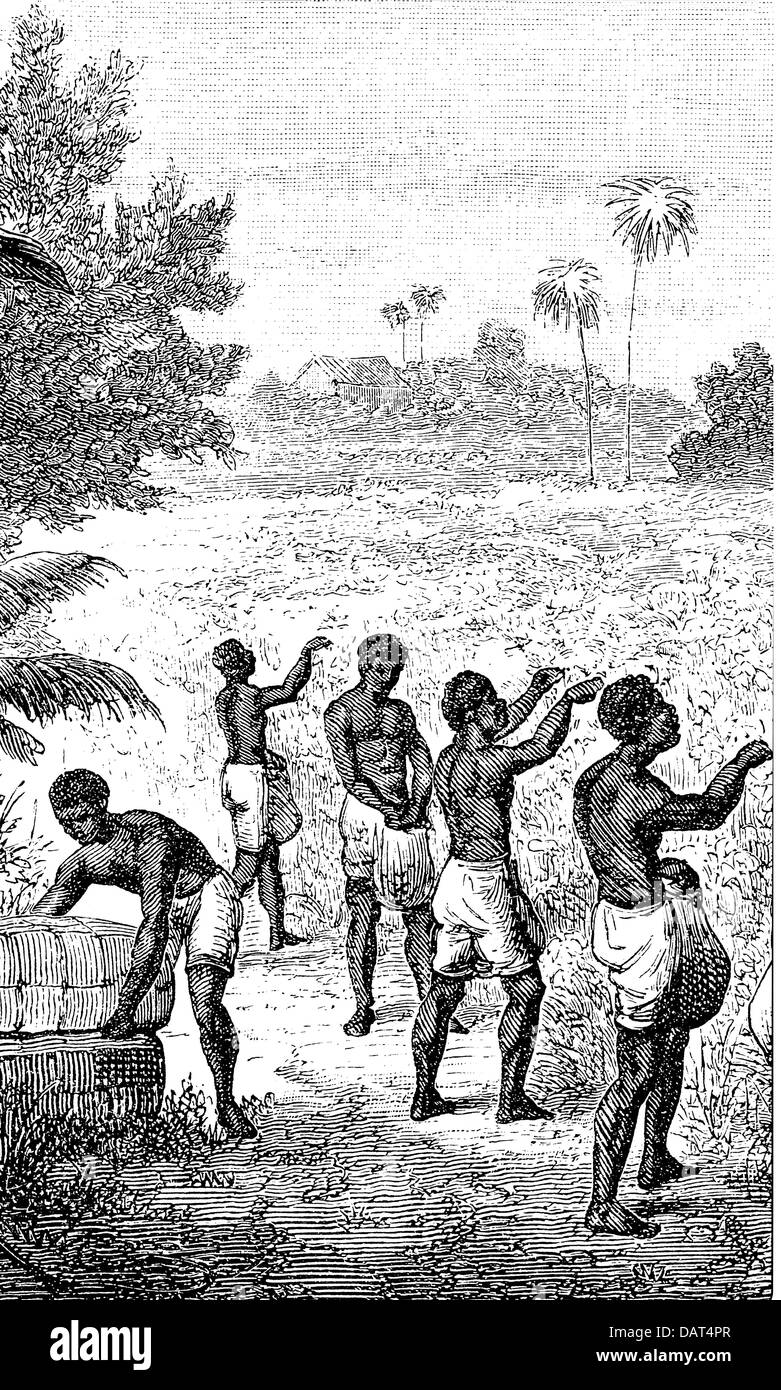 slavery, labour, slaves at the cotton yield in the Southern States of Stock Photo, Royalty Free