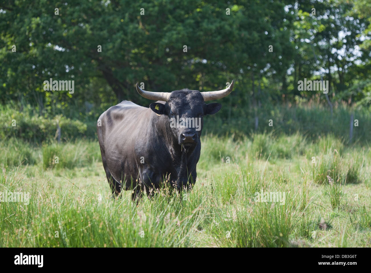 Welsh Black Cattle (Bos taurus). Bull. A docile breed- not all bulls