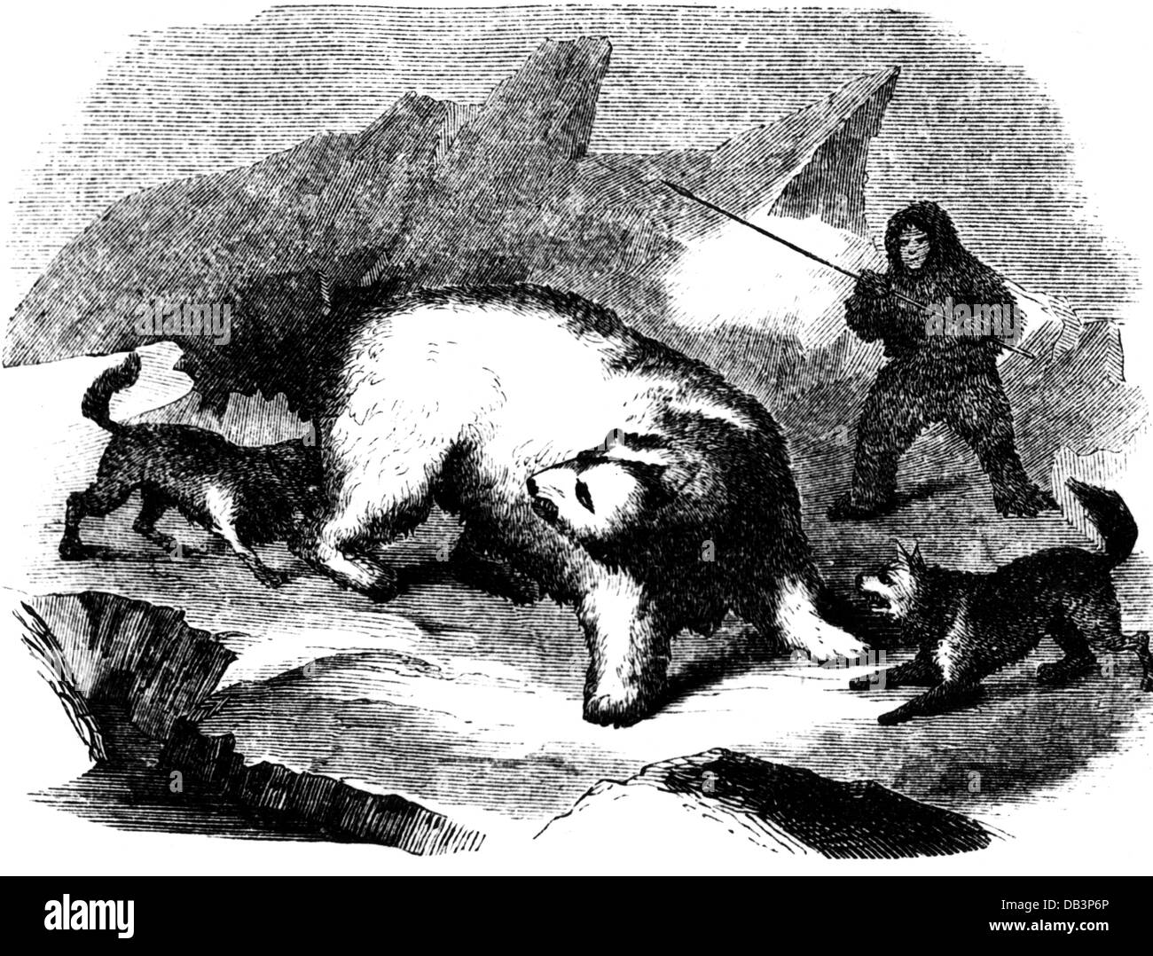 hunting, bear hunt, Inuit hunting a polar bear, wood engraving, 19th