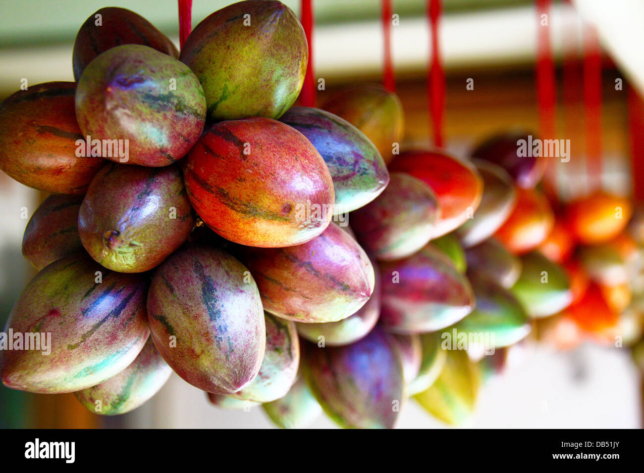 terong belanda or tamarillo is a common exotic fruit of indonesia
