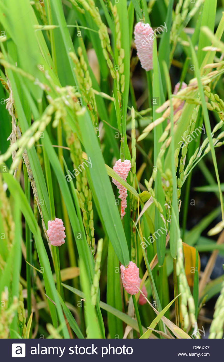 Golden apple snail (Pomacea canaliculata) eggs on the leaves of rice