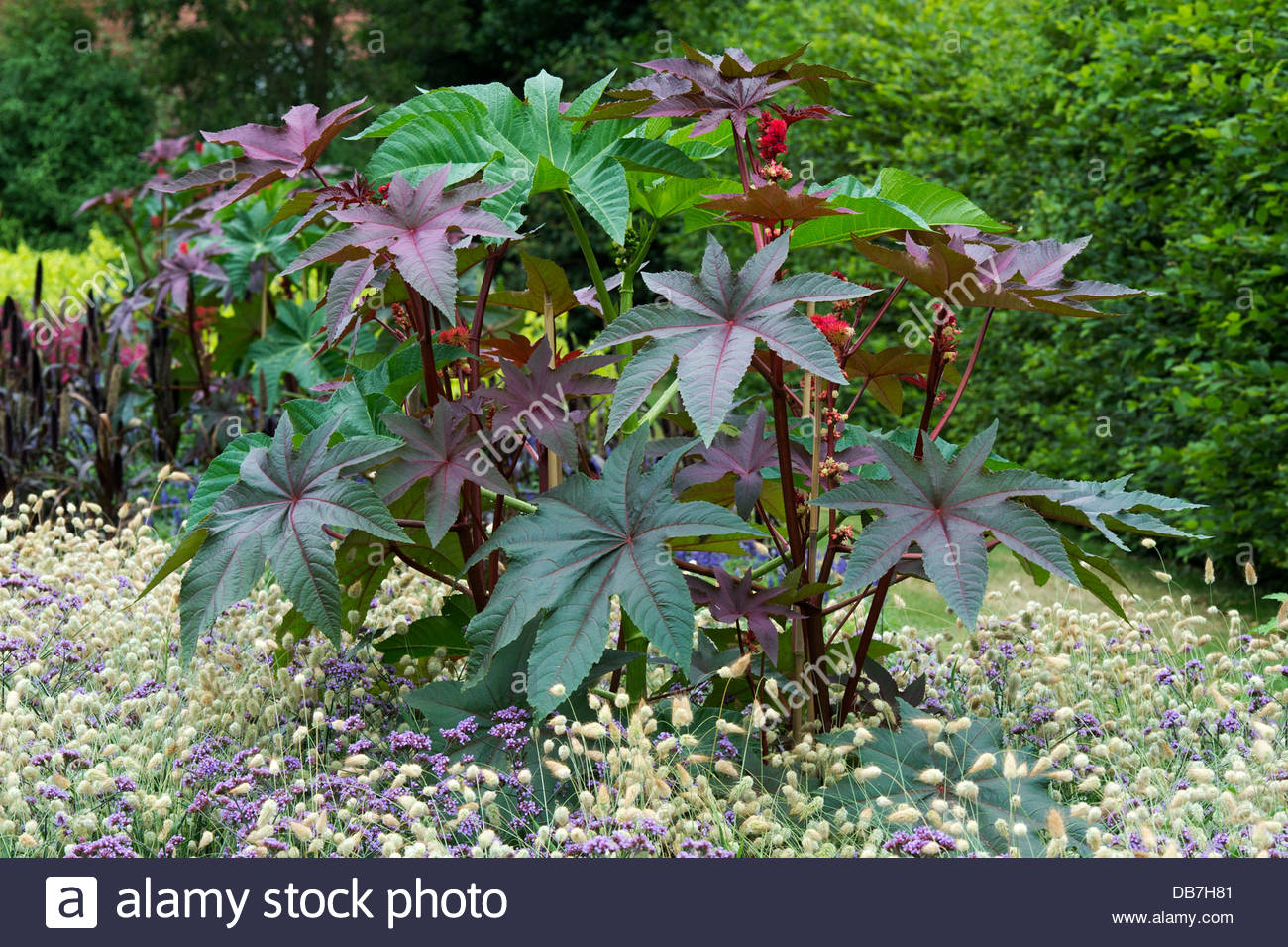 ricinus-communis-carmencita-castor-oil-plant-at-rhs-wisley-gardens-DB7H81.jpg
