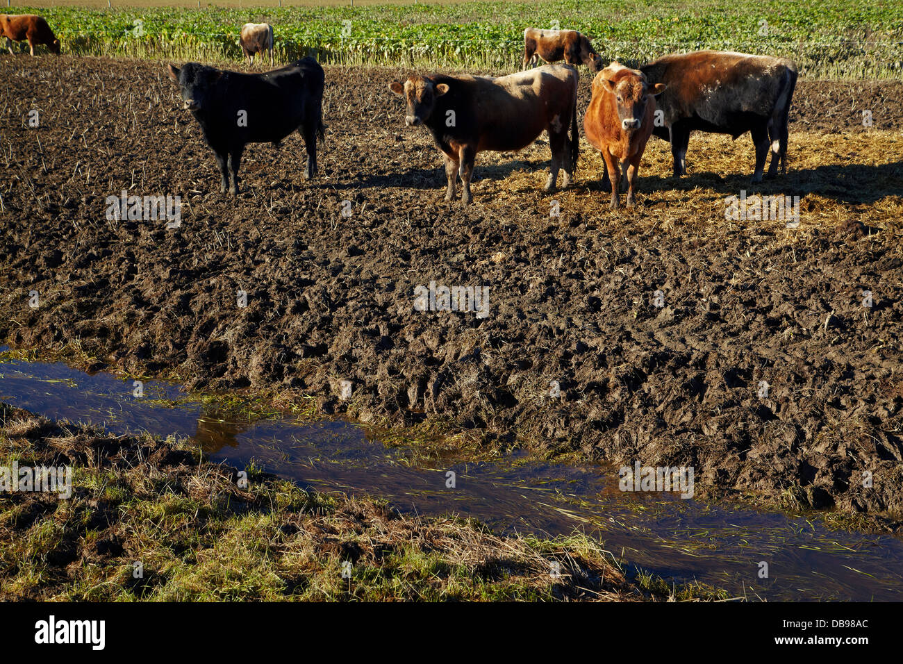 what is pugging cows and pugging around drainage waterway taieri plains near stock photo royalty what is pugging cows and pugging around drainage waterway taieri plains near stock photo royalty