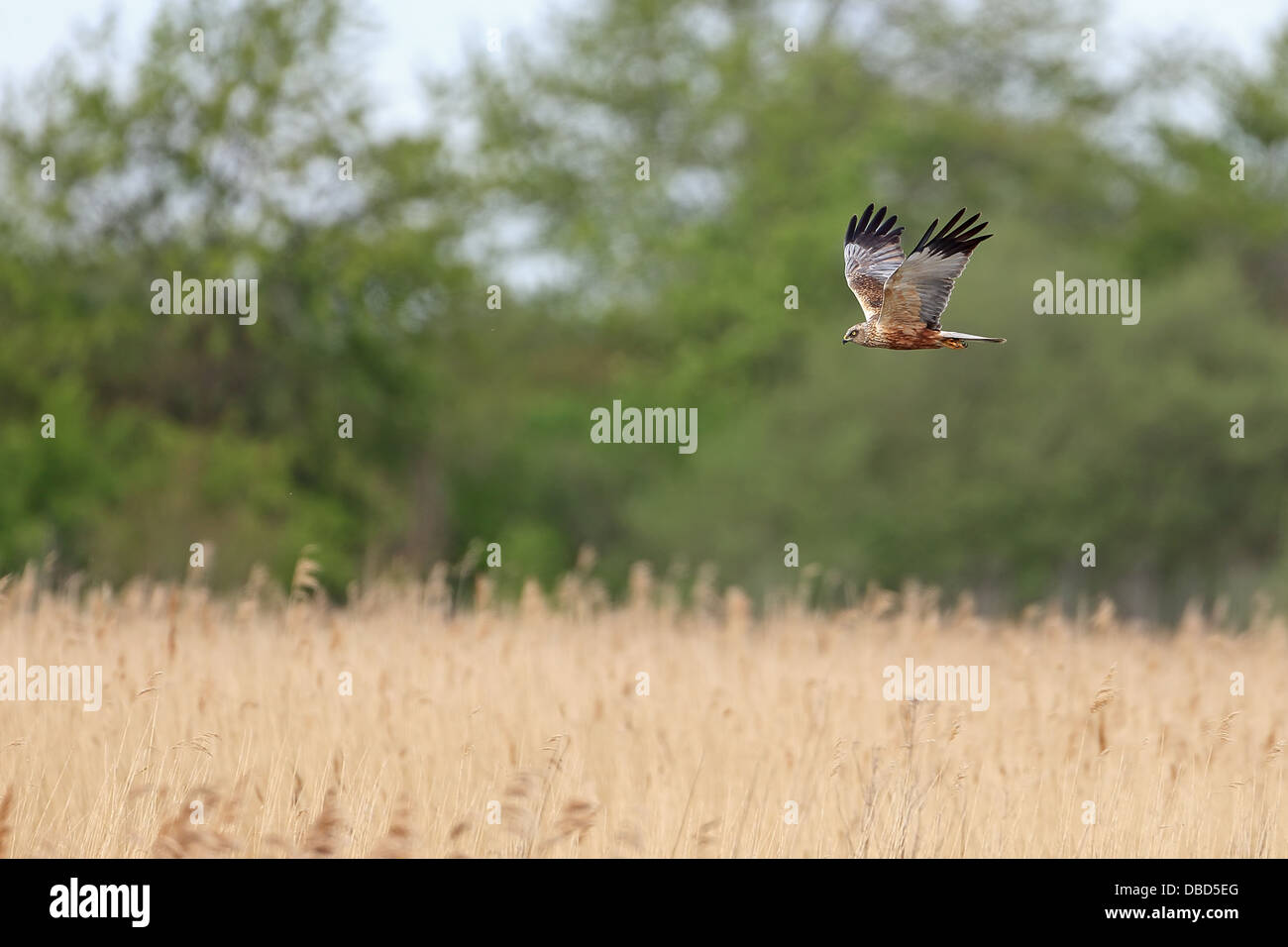 marsh-harrier-circus-aeruginosus-DBD5EG.