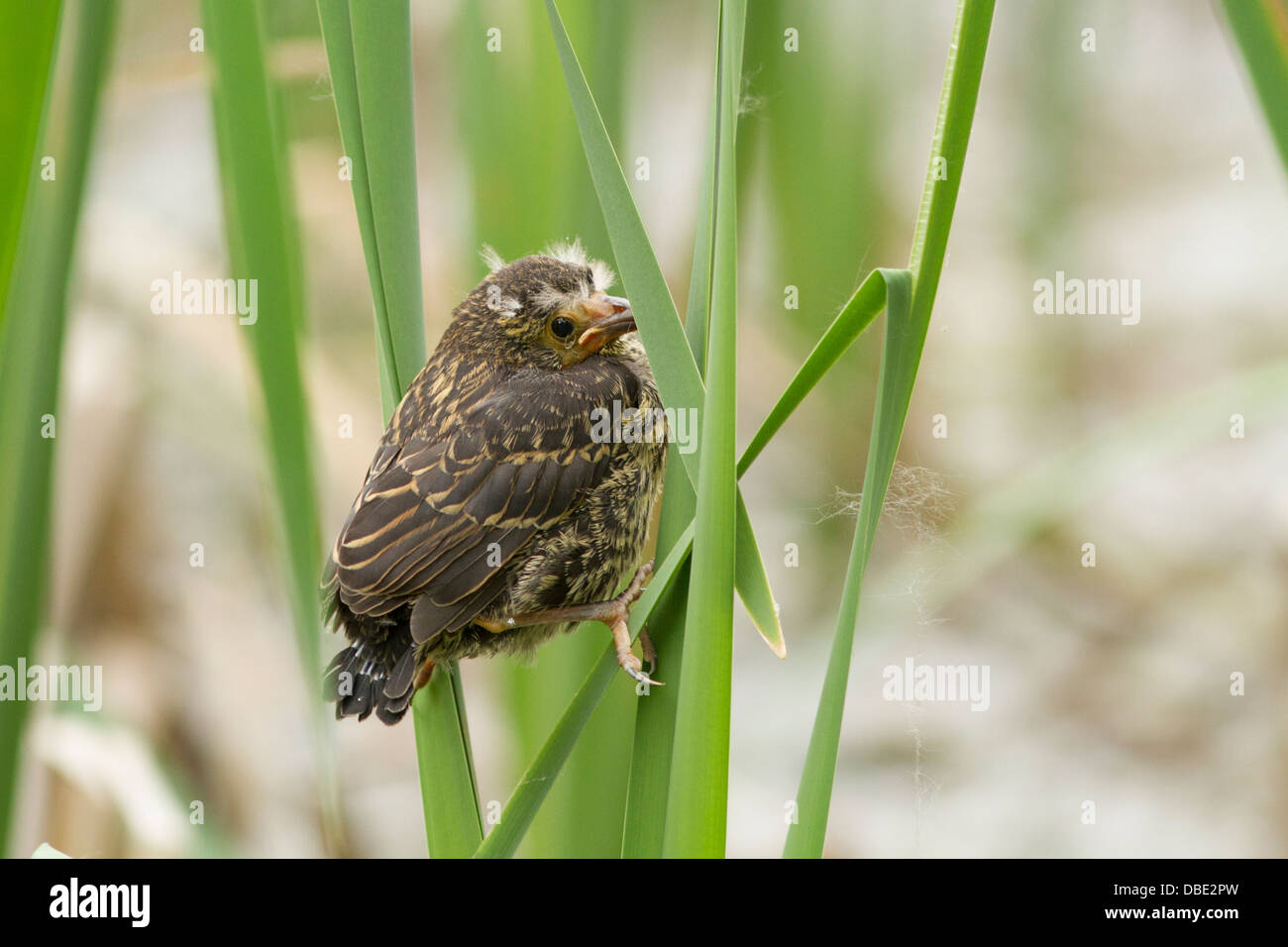 baby red winged blackbird agelaius phoeniceus in spring baby red winged blackbird agelaius phoeniceus in spring