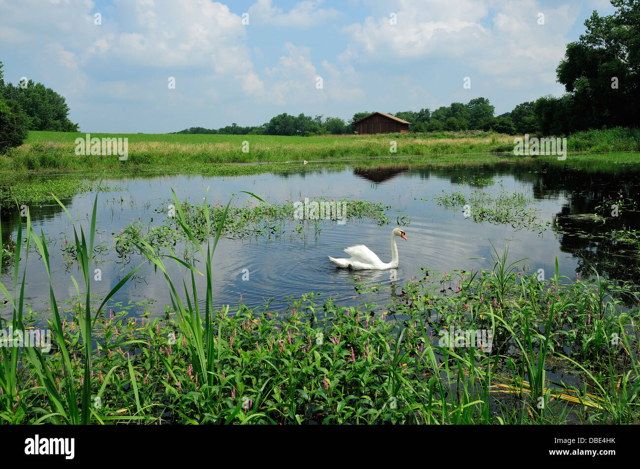 Male mute swan on wetland habitat Stock Photo 58703279 Alamy