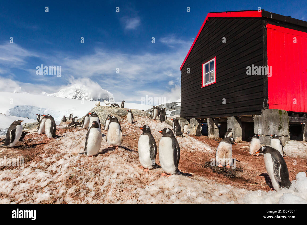 Gentoo Penguins Pygoscelis Papua Surround The Buildings At Port