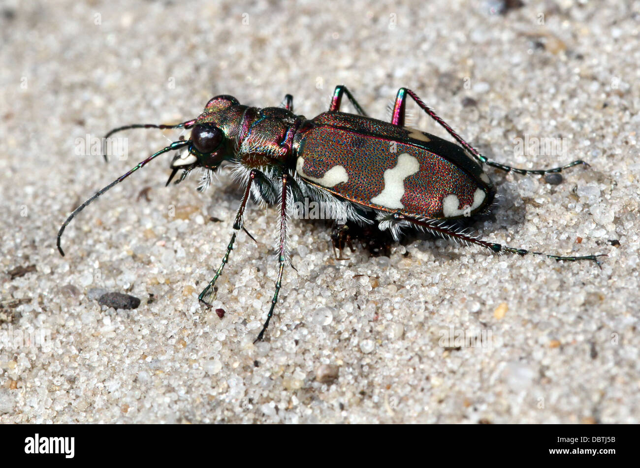 Series Of Detailed Close Ups Of Cicindela Hybrida The Northern Dune