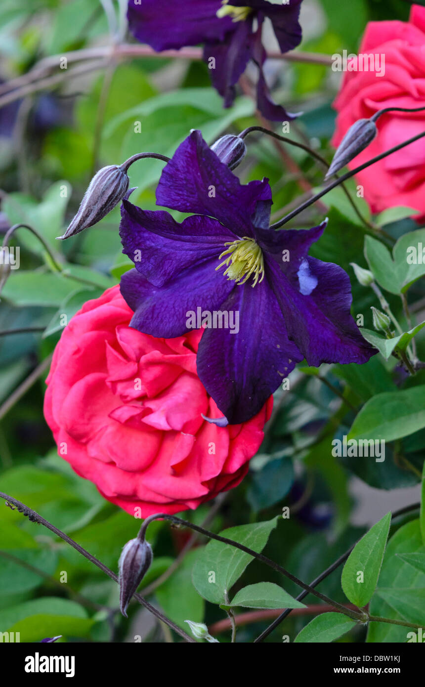italian-clematis-clematis-viticella-viola-and-climbing-rose-rosa-danse-DBW1KJ.jpg