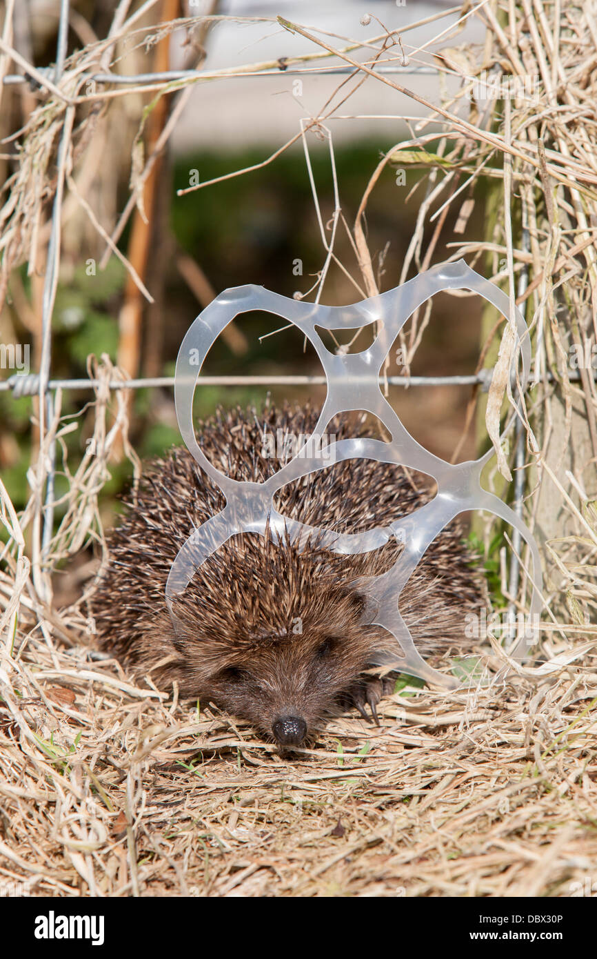 Hedgehog (Erinaceus europaeus), caught in litter (staged), captive