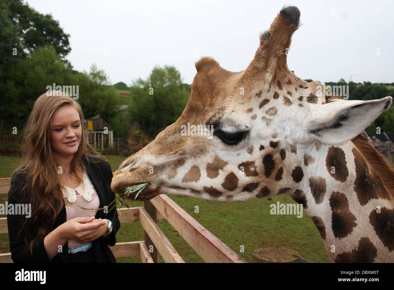 Young Woman Feeding A West African Giraffe From Her Hands Young Woman Feeding A West African Giraffe From Her Hands