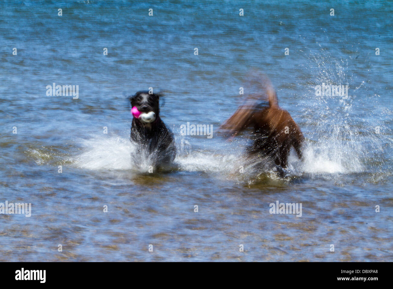 motion-blur-photos-of-labrador-retrievers-splashing-in-a-lake-DBXPA8.jpg