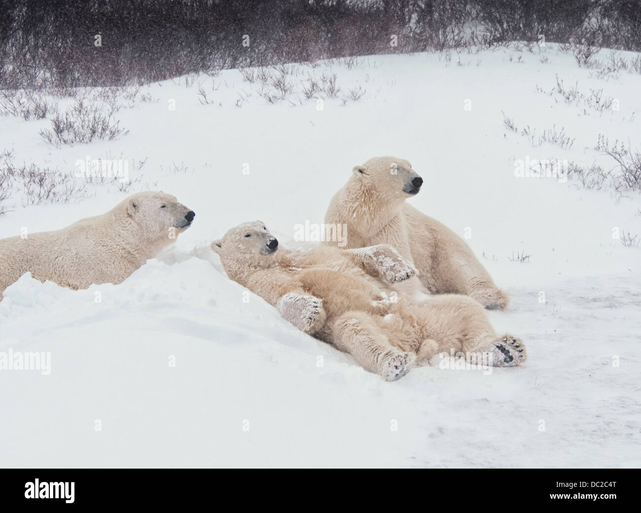 three-young-polar-bears-ursus-maritimus-