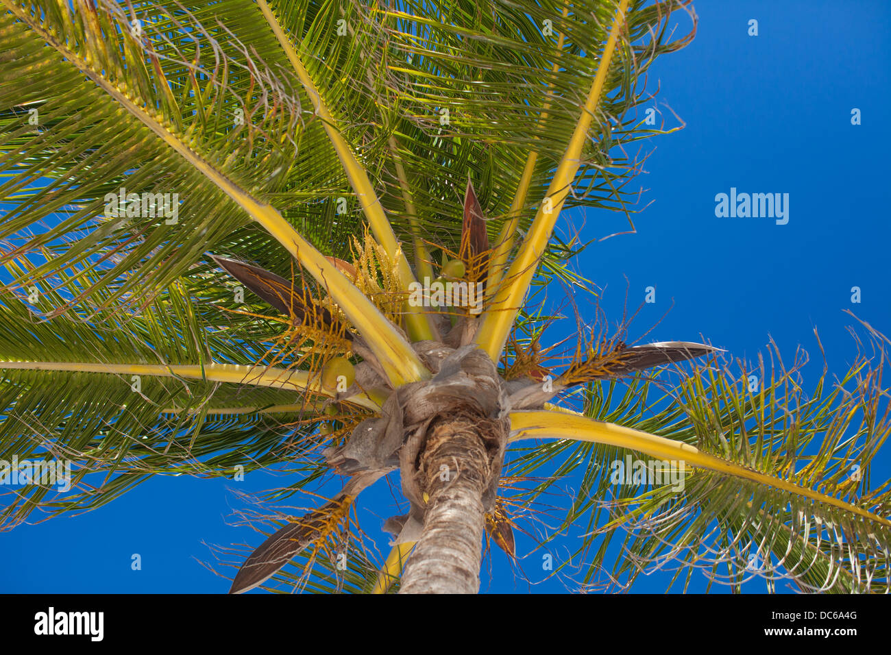 Close Up Of Tropical Coconut Palm Tree With Yellow Coconut Against The