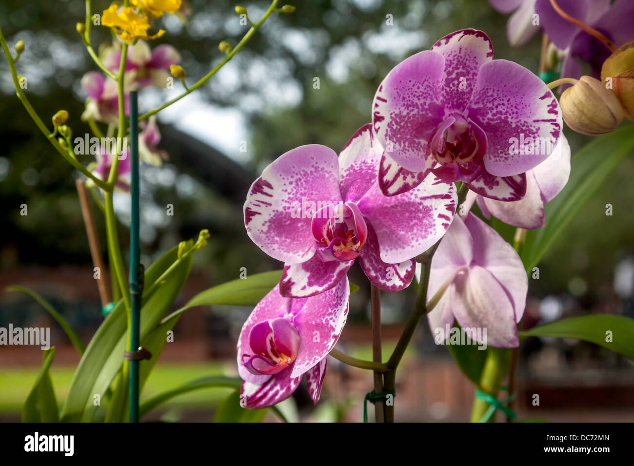 Pink And Fuscia Variegated Phalaenopsis Moth Orchid Stock Photo Alamy