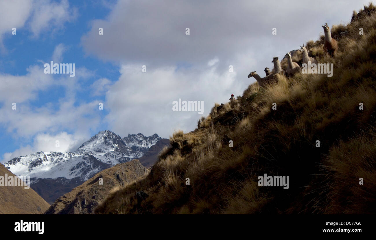 Llamas in the Sacred Valley, Andes, Peru Stock Photo, Royalty Free