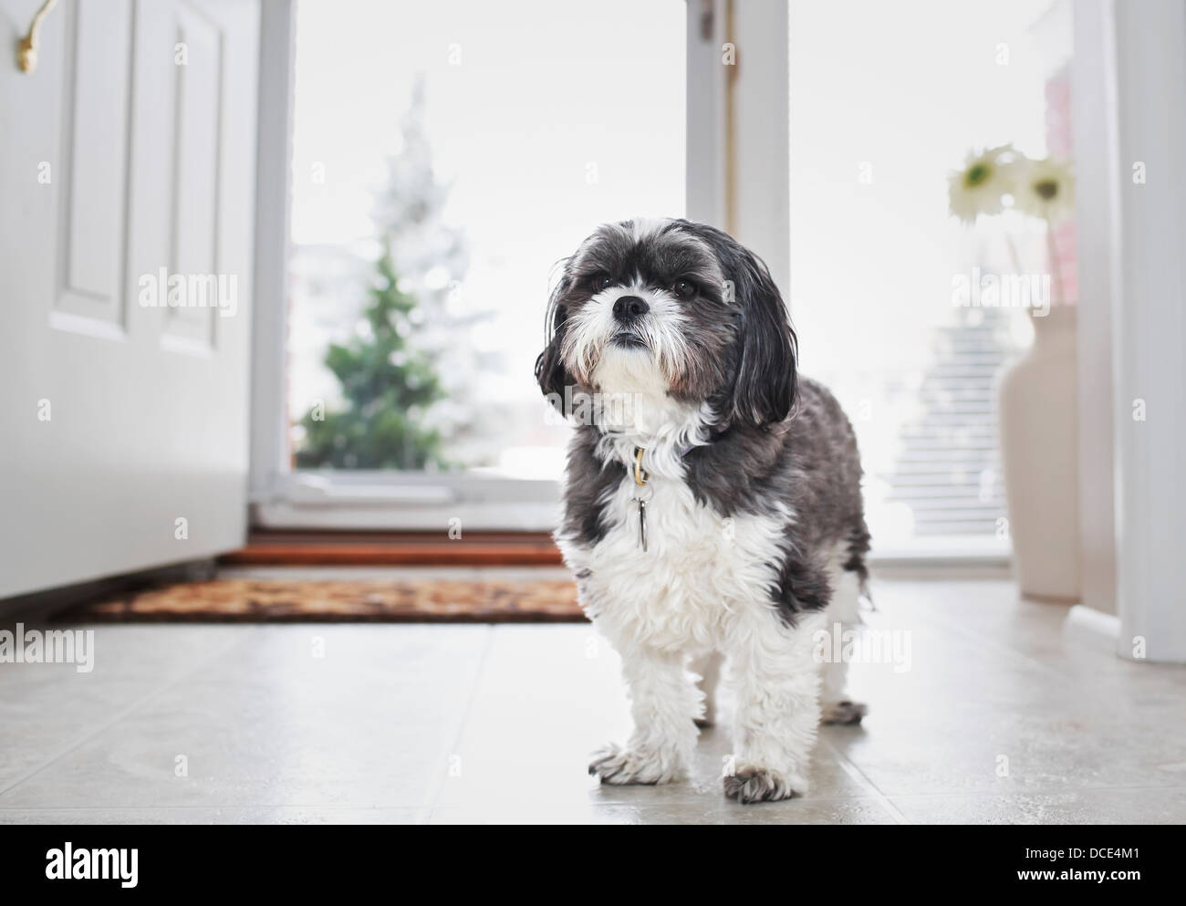 buy maltese shih tzu maltese shih tzu standing in doorway winnipeg manitoba canada stock photo buy maltese shih tzu maltese shih tzu standing in doorway winnipeg manitoba canada stock photo