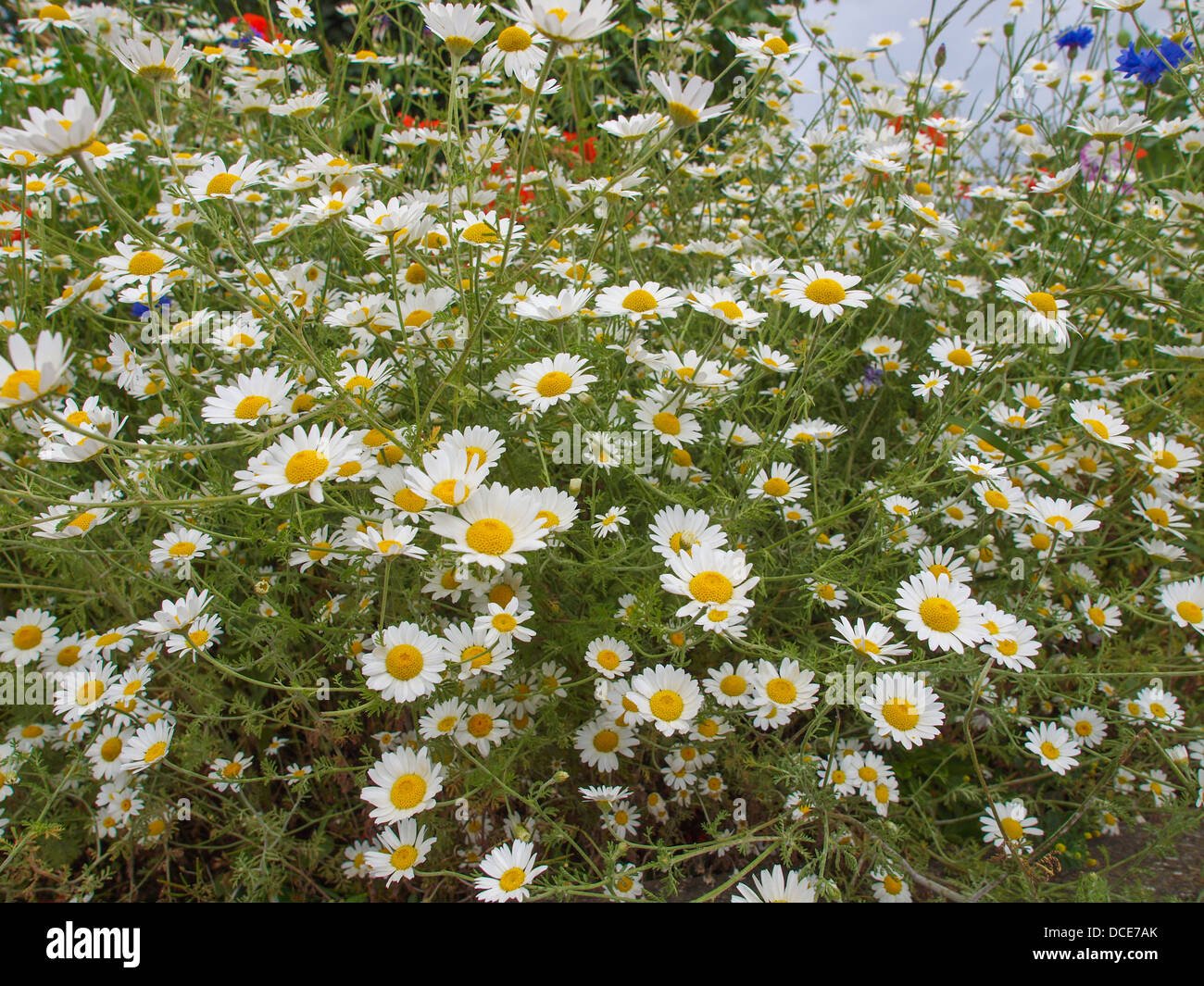 Common Daisy Bellis Perennis Plantae Angiosperms Eudicots Asterids 