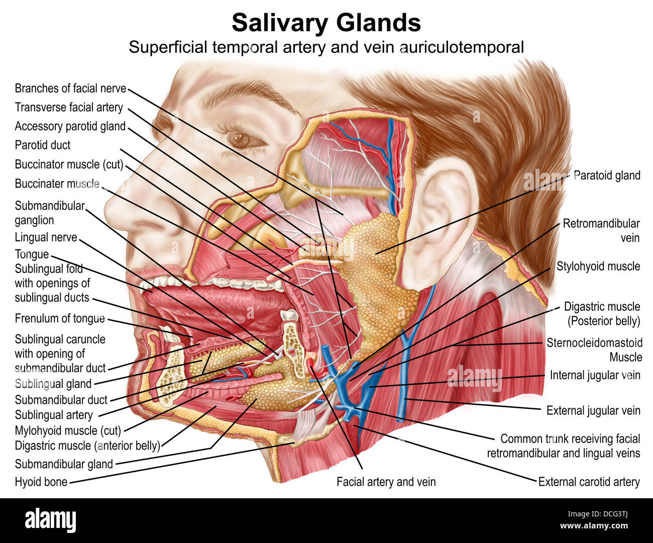 Anatomy of human salivary glands Stock Photo: 59361250 - Alamy