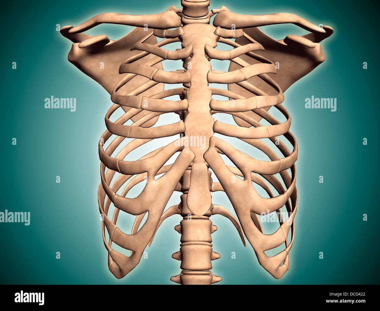 Close-up view of human rib cage Stock Photo, Royalty Free Image