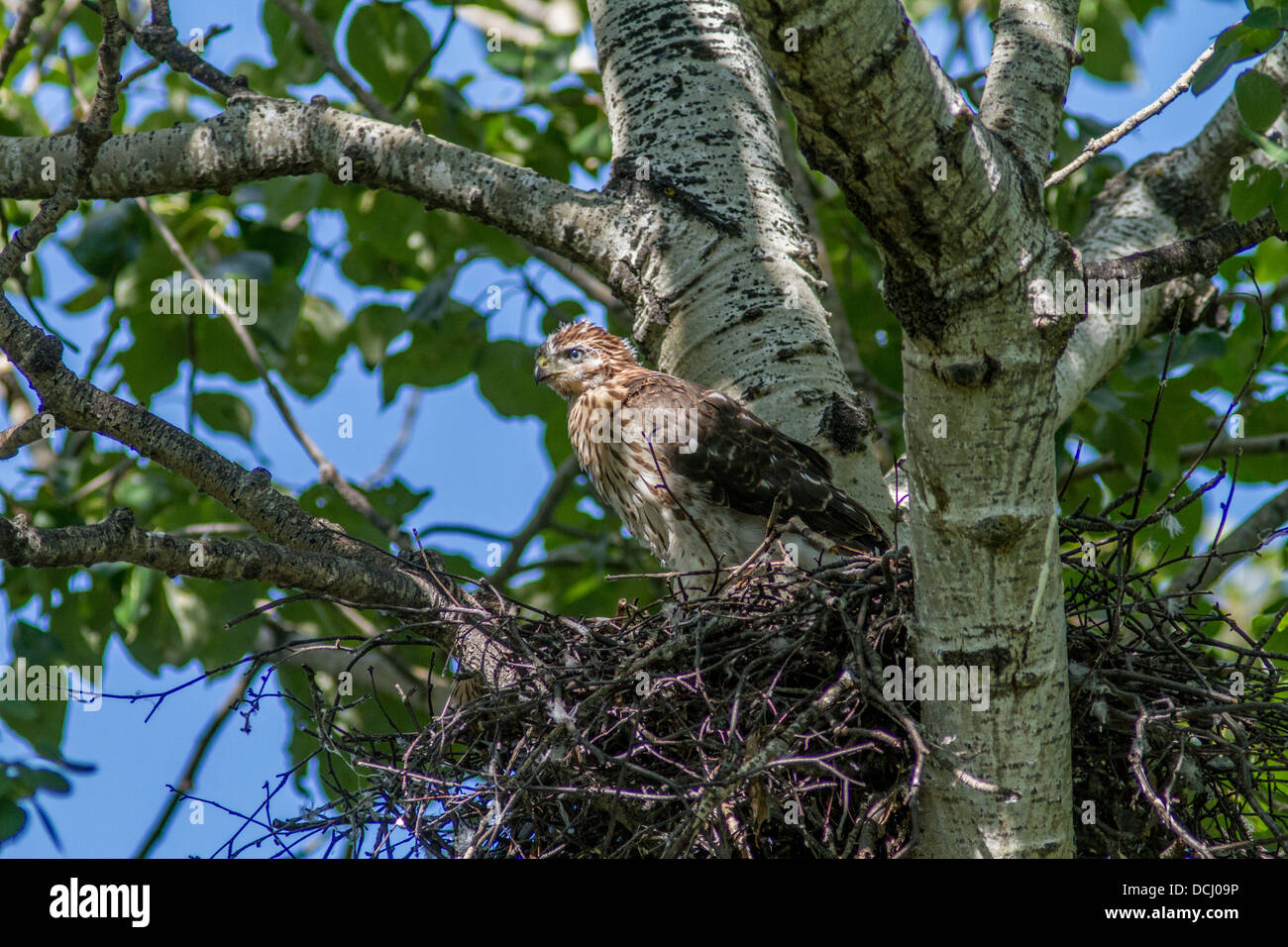 sharp shinned hawk accipiter striatus young baby in its sharp shinned hawk accipiter striatus young baby in its
