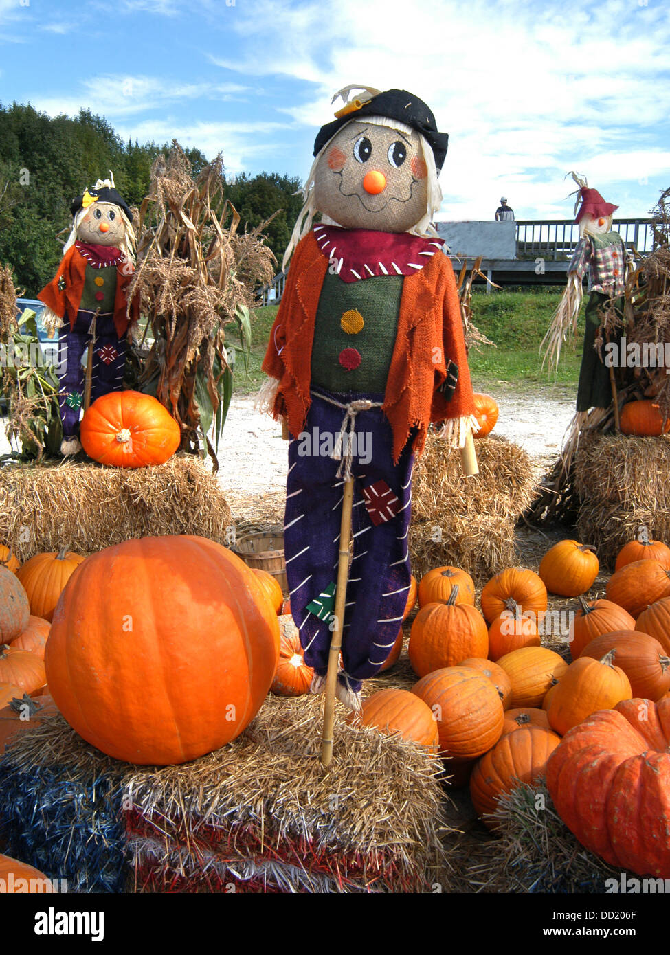a halloween scarecrow take centre position amongst the pumpkin dsiplay at this new hampshire roadside garden - Halloween New Hampshire a halloween scarecrow take centre position amongst the pumpkin dsiplay at this new hampshire roadside garden - Halloween New Hampshire