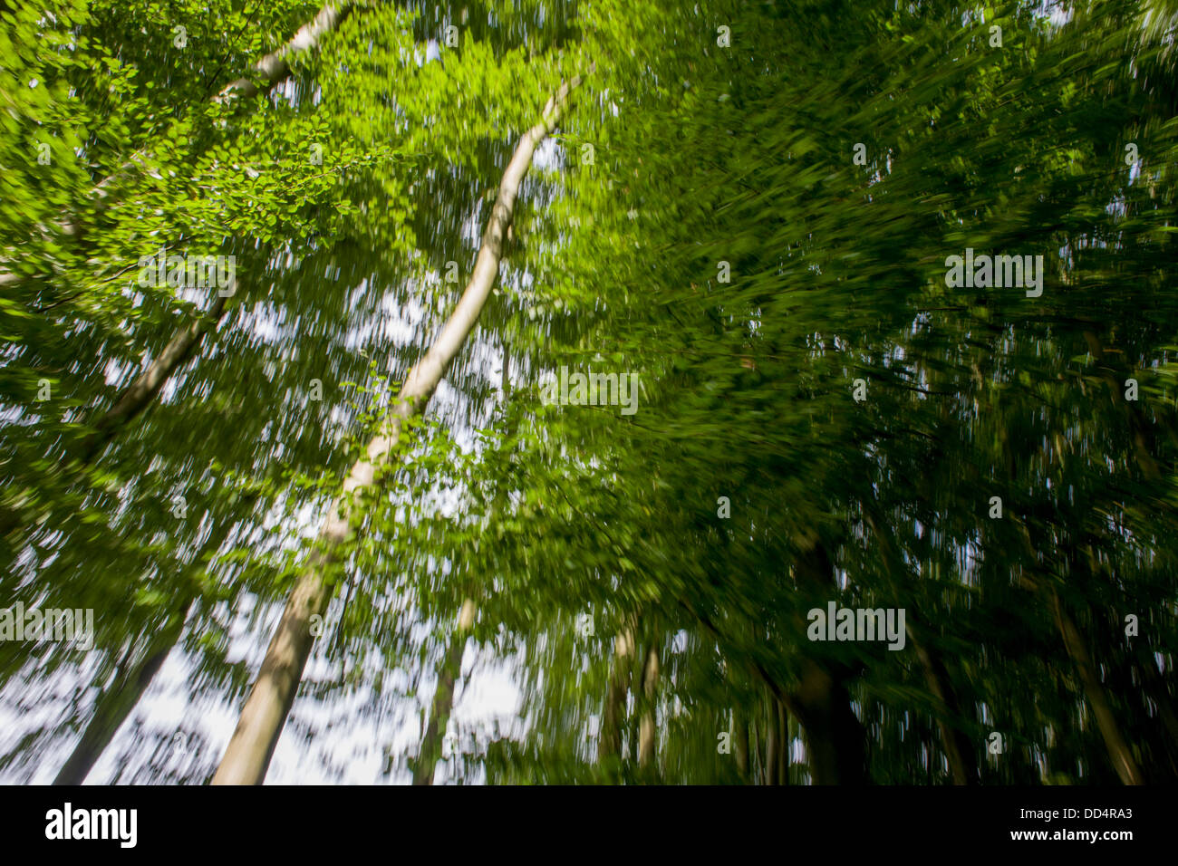 Blurred_vegetation_of_beech_trees_during