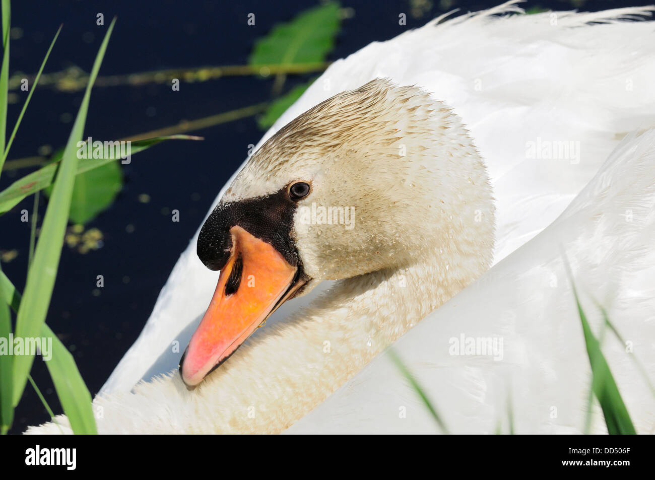 Close Up Of Mute Swan Cygnus Olor Stock Photo Alamy