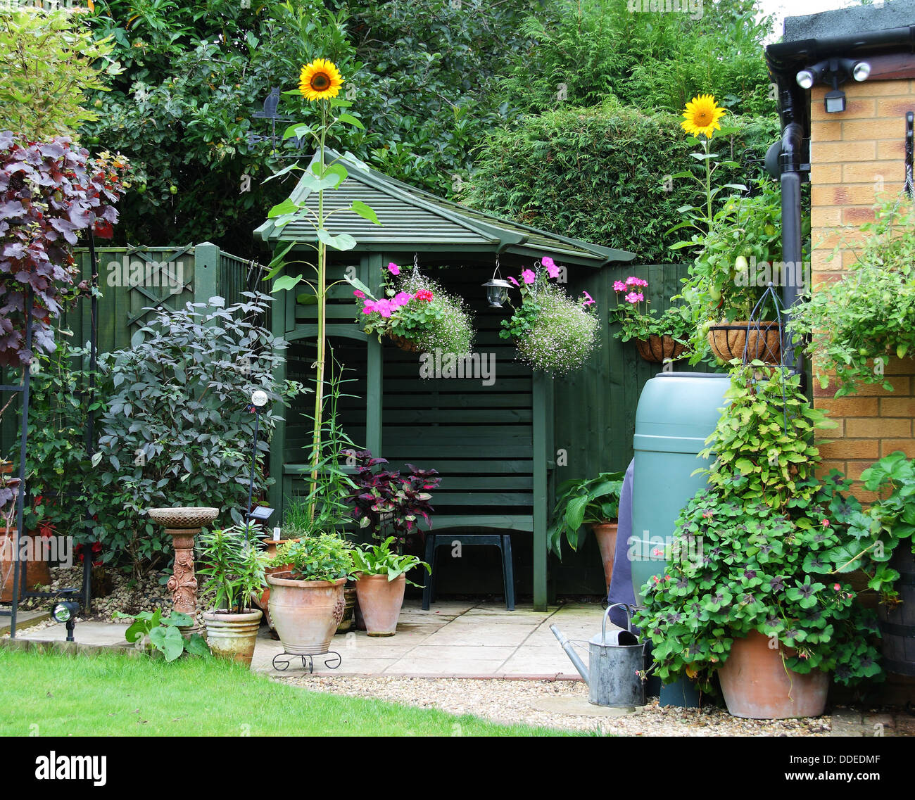 English back Garden patio area with Gazebo and sunflowers Stock Photo
